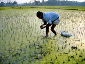 Farmer applying balanced fertilizer in his paddy field