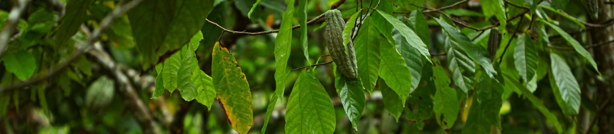 Cocoa plant