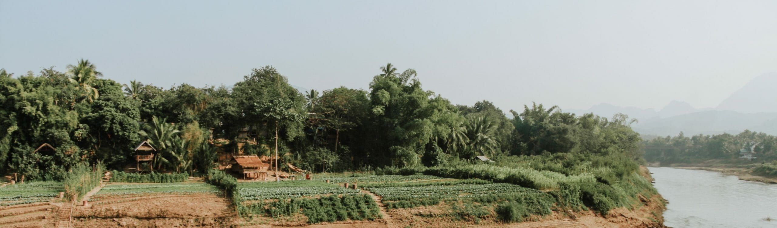 Laos forest