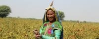 Photo cropped women harvest chilli Pakistan 2016