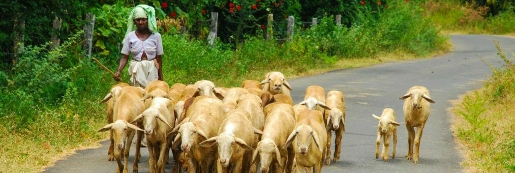 Woman-with-goats-1024x441 (2)